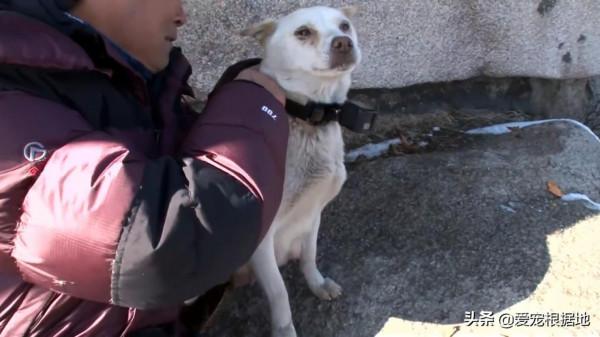 深山裡的狗媽媽，靠施捨艱難度日，為了生存它把小狗送給好心人