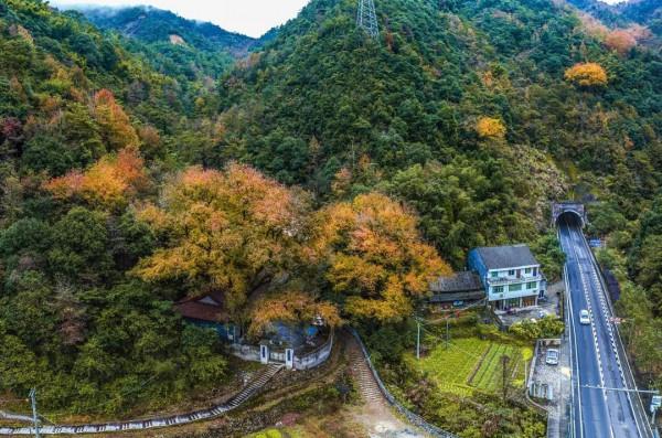 楓葉紅、銀杏黃……這個季節的瑞安，美得藏不住了