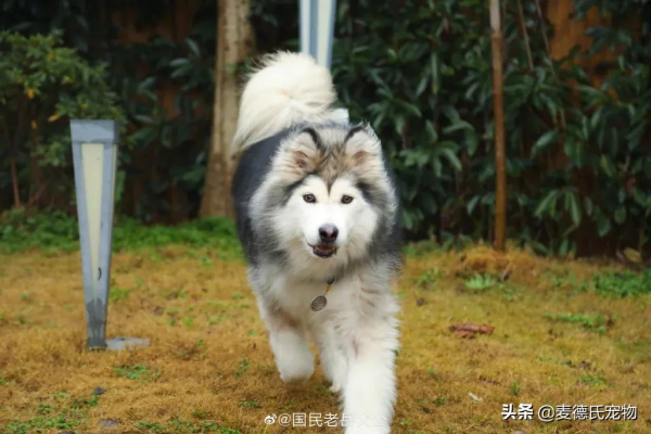 全網最可愛的撕家小公主走了...無數網友悼念:謝謝你治癒過我 全網最可愛的撕家小公主走了...無數網友悼念:謝謝你治癒過我