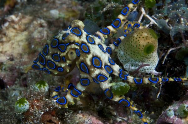 寵物“越獄”火上熱搜！一擊斃命的藍環章魚，毒性到底有多強？