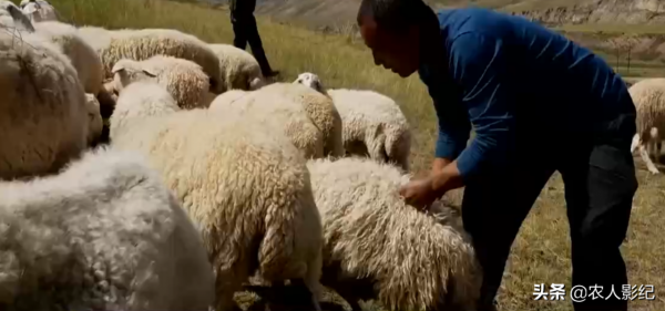 甘肅小夥進山放羊，養羊三年賠三年，屢敗屢戰年收入1000多萬元