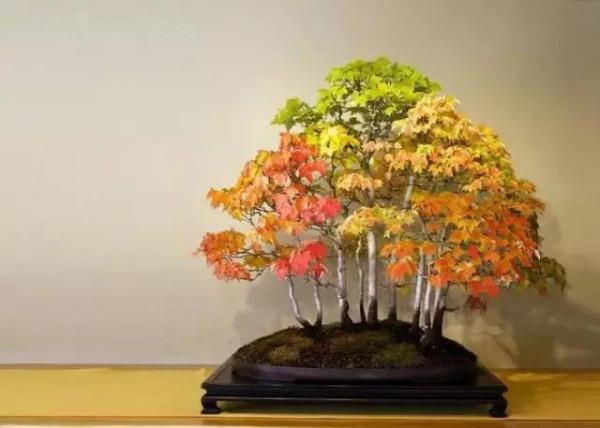 美麗醉人的楓紅盆景