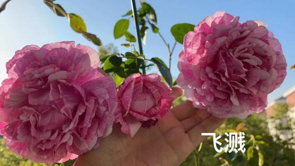 月季花兒們-伊芙系列，驚豔四座