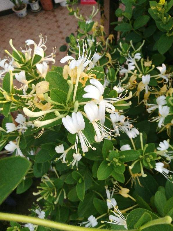 7種植物作用大,是老中醫的好幫手,在家養一盆,養人養身心 7種植物作用大,是老中醫的好幫手,在家養一盆,養人養身心