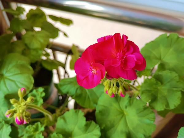 冬日裡陽臺上的春天 冬日裡陽臺上的春天