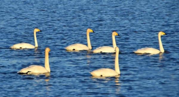水鏡波光鴻影飛——阿旗沙壩天鵝掠影 水鏡波光鴻影飛——阿旗沙壩天鵝掠影