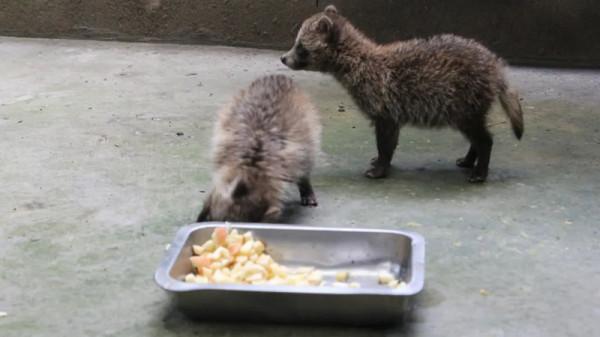 上千只貉“佔領”上海，賴在城市不走了，還把小區當成自己家