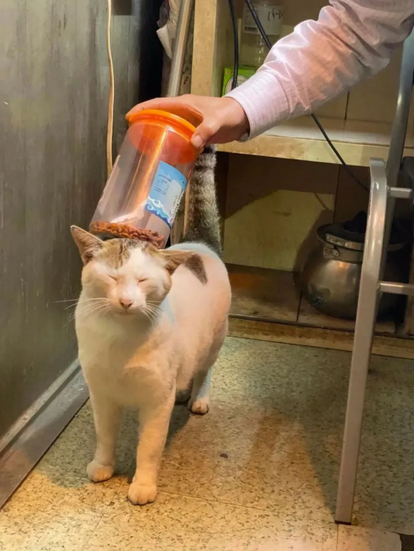 成為社群一霸的流浪貓,被保安大叔收服,還混了個編制 成為社群一霸的流浪貓,被保安大叔收服,還混了個編制