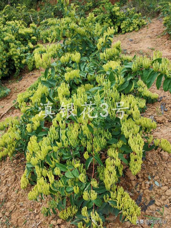 做好金銀花冬季養護措施,滇銀花3號安然過冬 做好金銀花冬季養護措施,滇銀花3號安然過冬