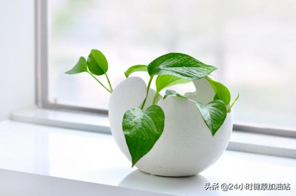 每個人的住所都應該有點綠植