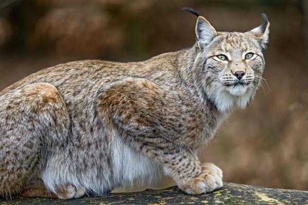 猞猁是什麼動物?林子裡百獸怕猞猁的氣味卻不怕狼?究竟怎麼回事 猞猁是什麼動物?林子裡百獸怕猞猁的氣味卻不怕狼?究竟怎麼回事