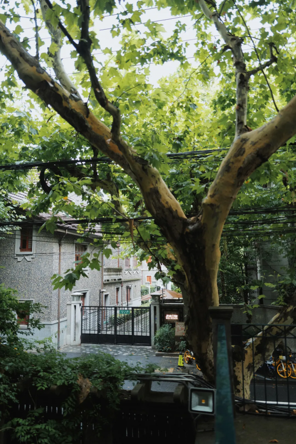 這輛“百年限定”的紅色巴士，今年特別值得坐上一坐