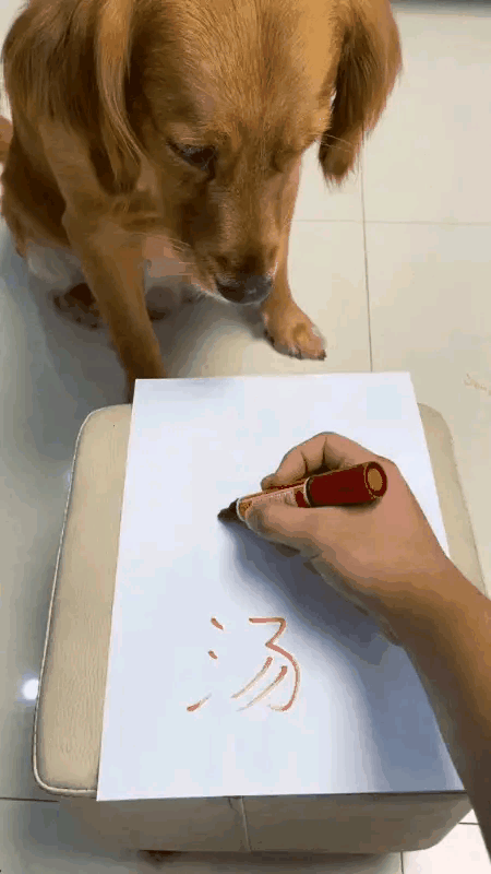 狗狗現在怎麼這麼聰明瞭？