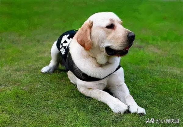 養金毛還是養拉布拉多犬？看完你就知道該如何選擇