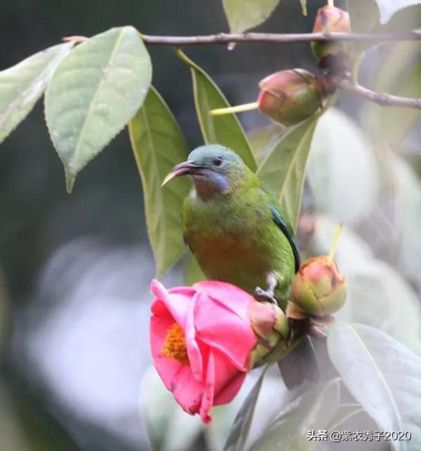 茶花滿樹開，眾多鳥兒來