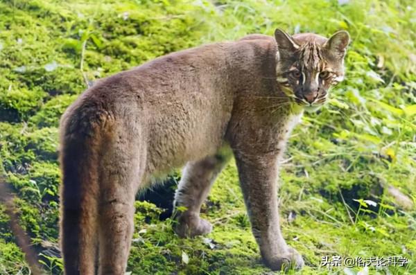 廣西一石山上發現大型貓科動物，會是滅絕的野生華南虎嗎？