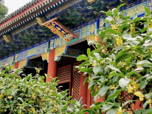 2021中秋佳節 頤和園中賞桂花