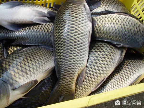 君威君臣：&OpenCurlyDoubleQuote;聯想&rdquo;釣魚人福音快到了，從允許開捕，到允許開釣