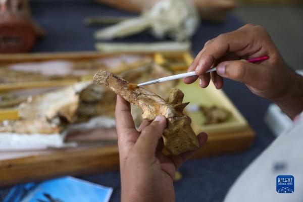 追溯早期鯨從陸地走向海洋的過程 追溯早期鯨從陸地走向海洋的過程
