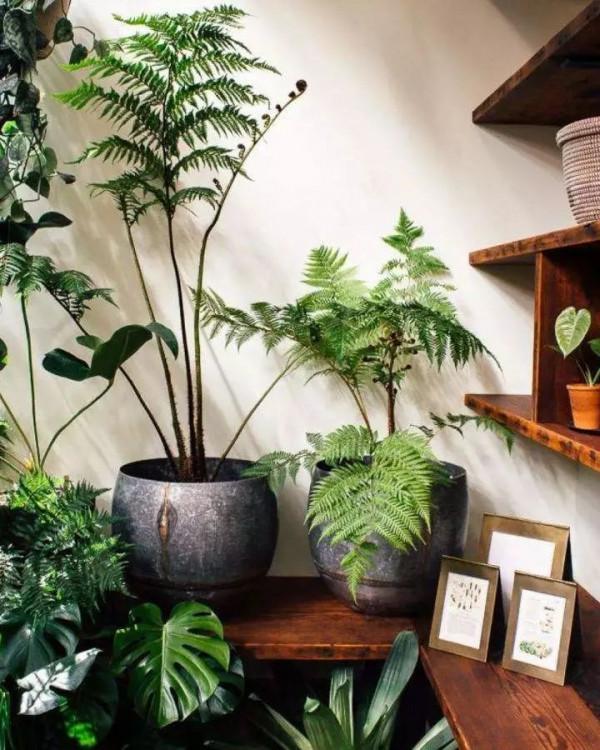 盤點10種常見的高格調家居綠植