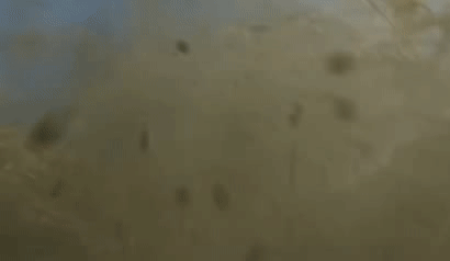 女神全智賢跌下神壇,這限制級新劇竟然翻車了 女神全智賢跌下神壇,這限制級新劇竟然翻車了