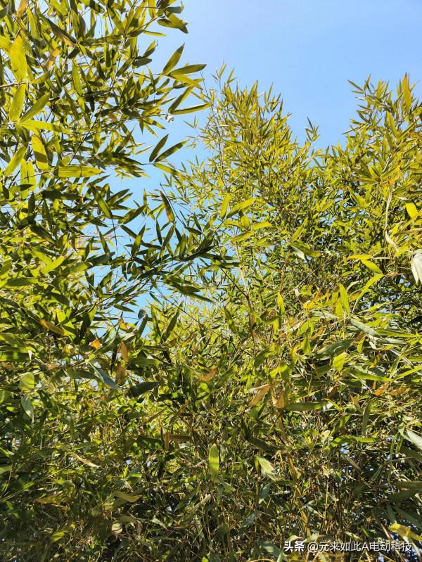 Realme GT 2手機拍照效果