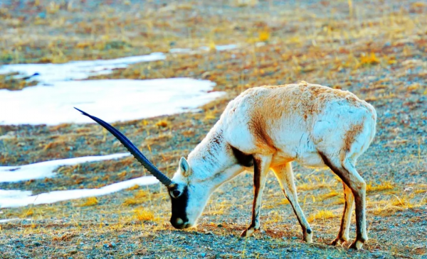 雪後的西藏是天堂
