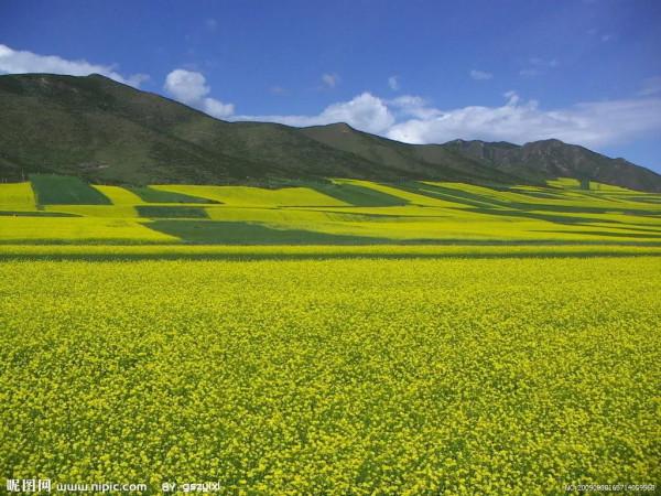 分享圖片，春天來了，滿山遍野的油菜花開了