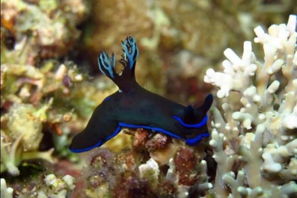 可愛呆萌的海兔，美出天際的海兔——海兔大全