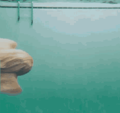 傻狗排行榜：居然還有智商比“二哈”更令人堪憂的