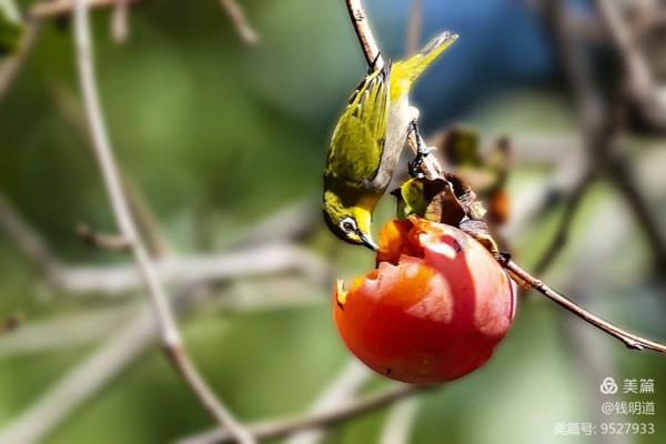 萌萌可愛小精靈——繡眼鳥