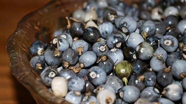 草珠子你有玩過嗎？自帶烤瓷效果的草菩提，學名薏苡