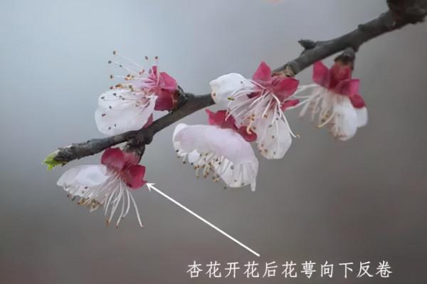 春暖花開賞花時，教你辨識這幾種相似的花，別再被朋友說不懂花了