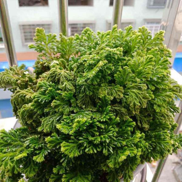 1種花名叫“九死還魂草”，幹成“枯草”後澆點水，照樣恢復生機