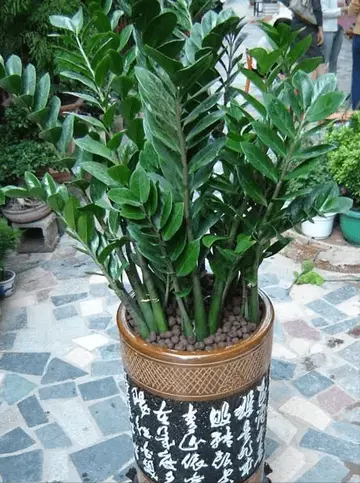 今年流行的7種“觀賞花”,家裡養一盆,大氣又吉利 今年流行的7種“觀賞花”,家裡養一盆,大氣又吉利