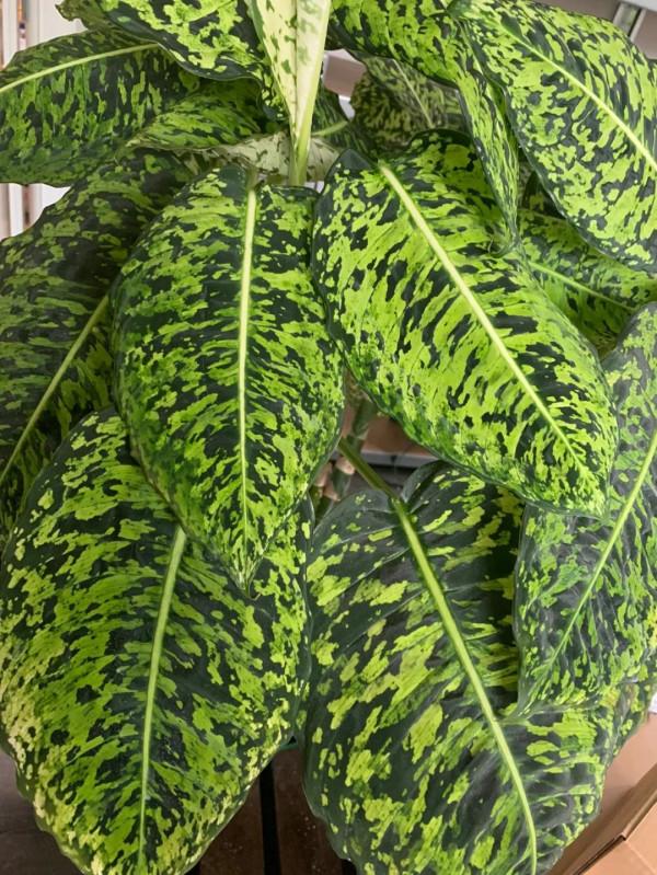 花葉萬年青也有好看的品種，葉子帶熒光的網紅款，看了就想養一盆