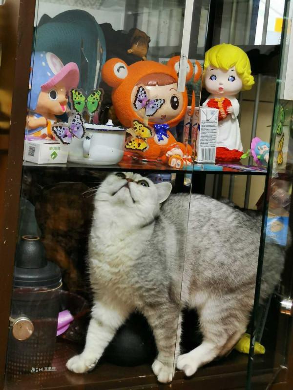 貓咪小圓四歲了