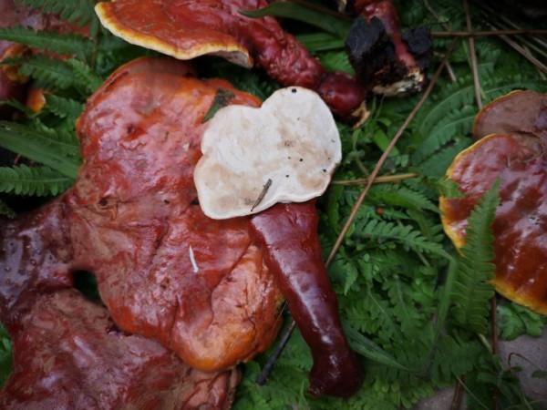 野生靈芝的辨別標準可信嗎？