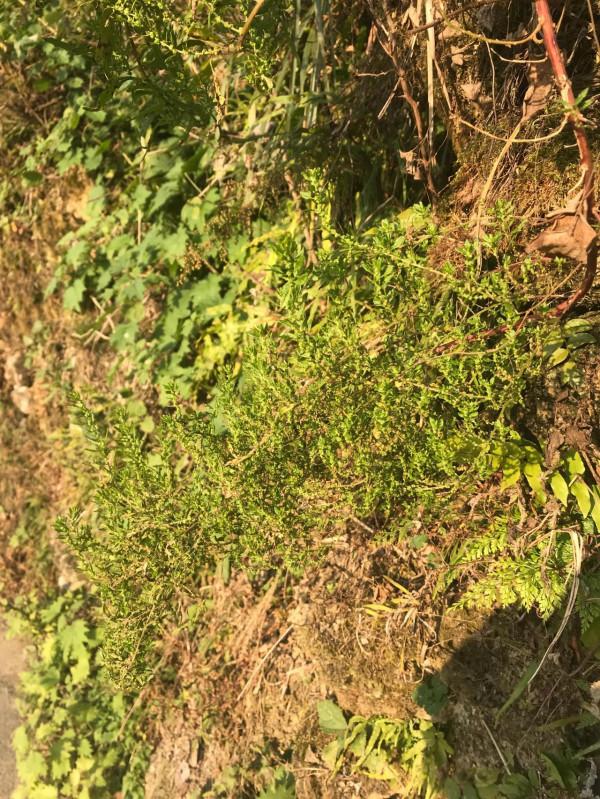 第一批迴家過年的人，已經開始上山放豬