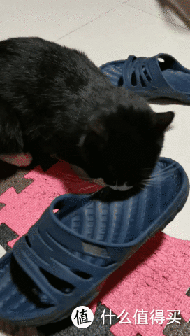 養三隻貓是一種怎樣的體驗？過來人的養貓（勸退）指南