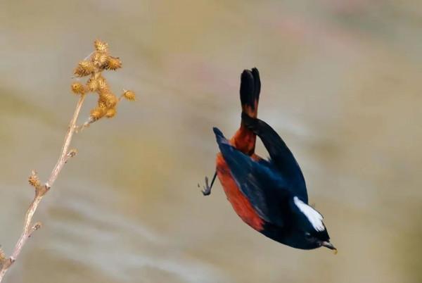 京西驚現白頂溪鴝!在平原地帶屬罕見鳥種 京西驚現白頂溪鴝!在平原地帶屬罕見鳥種