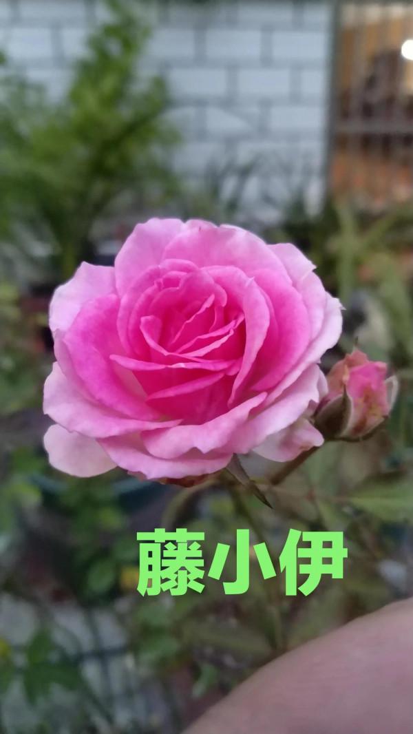 請您欣賞老家室外最後一波月季花