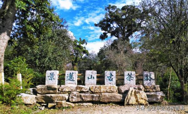 普洱茶七“最”,你喝過幾種? 普洱茶七“最”,你喝過幾種?