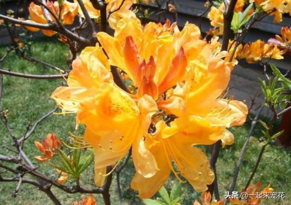 盤點十款有毒花，再喜歡也別養在家裡，你家養過幾種？