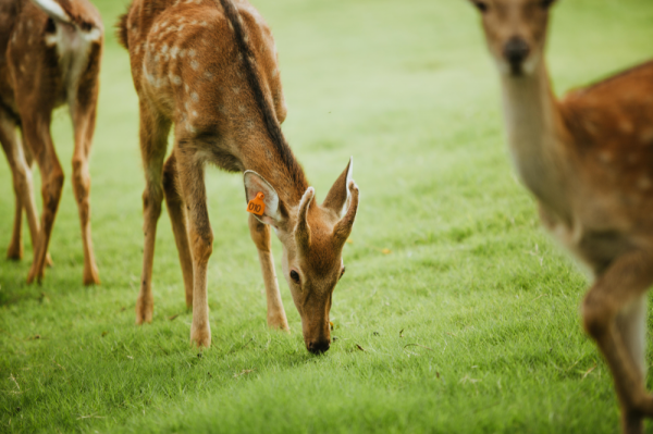 得鹿野仙蹤，何須去遠方--藏在太白山的親子樂園