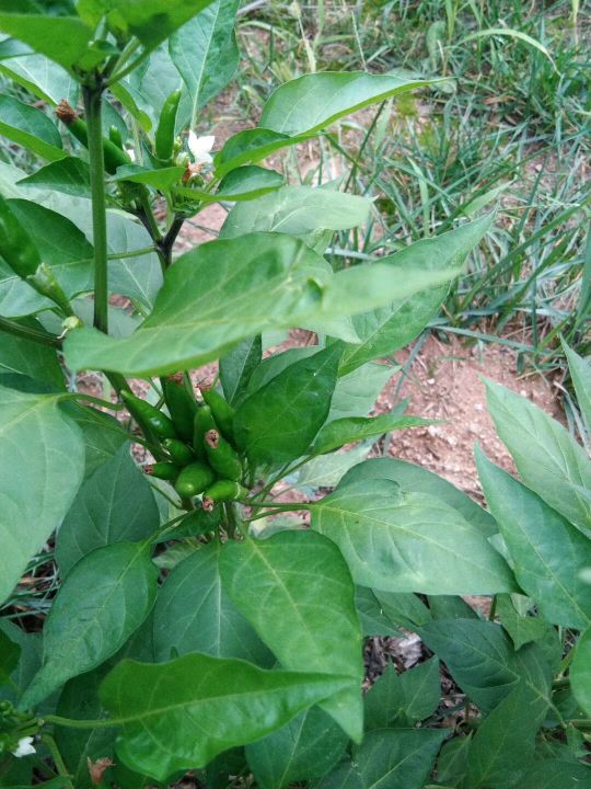 自己動手,豐衣足食,在家裡和車庫前面種的辣椒能自給自足啦 自己動手,豐衣足食,在家裡和車庫前面種的辣椒能自給自足啦