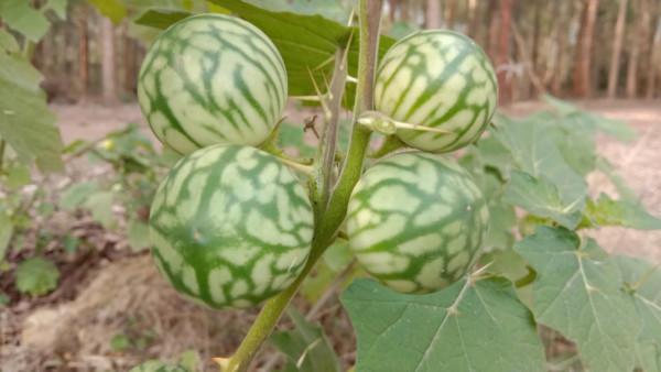 刺天茄農民見到就鋤除，用根煮水泡腳散瘀消腫，果子卻不能吃