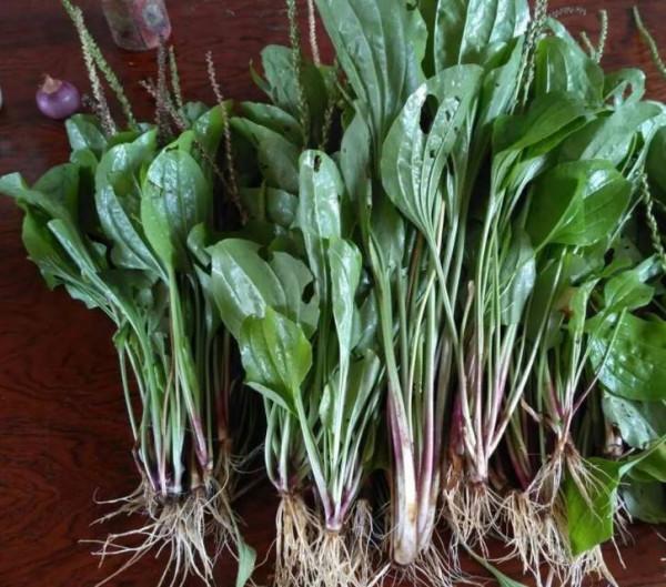 農村隨處可見的車前草,常常被忽略,其實它的用途也很廣泛 農村隨處可見的車前草,常常被忽略,其實它的用途也很廣泛