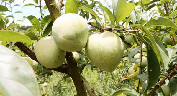 福建好吃又好看的水果