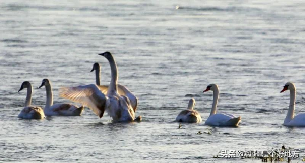 冬季到新疆看天鵝~